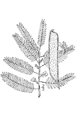 Wild Sensitive-plant