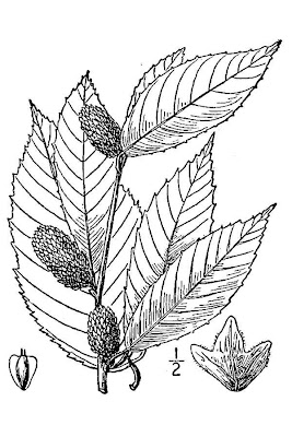 B�tula