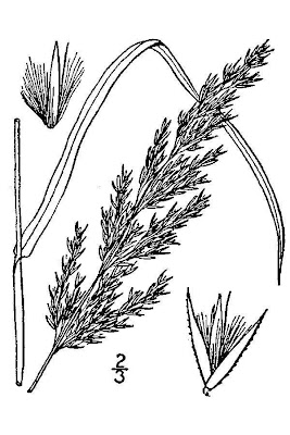Calamagrostis canadensis var. langsdorffii,
bluejoint