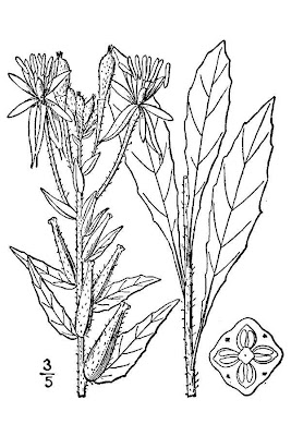 Plains Evening Primrose