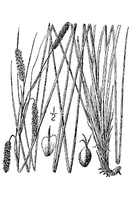 Clustered sedge Clustered sedge