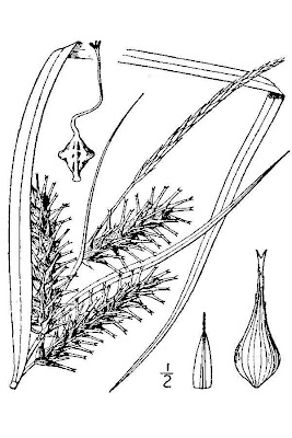 Carex faux-lupulina Carex faux-lupulina