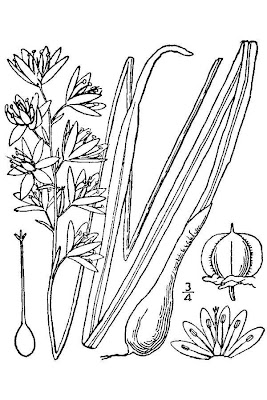 Atlantic camas