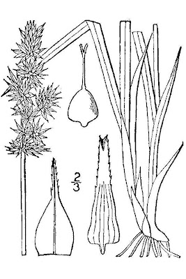 Awlfruit Sedge