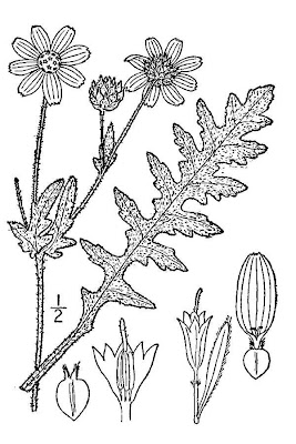 Engelmann's Daisy Engelmann's Daisy