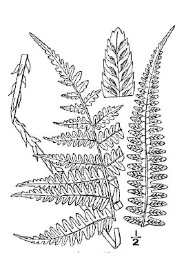 Silver False Spleenwort