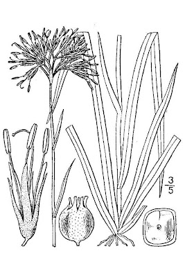 Carolina redroot Carolina redroot