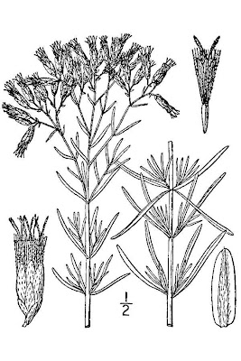 Hyssop-leaf Thoroughwort