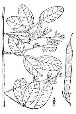 Galactia regularis,
eastern milkpea