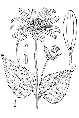 Smooth Oxeye