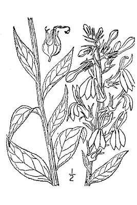 Scarlet Lobelia