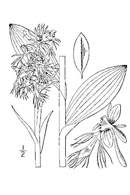 Ragged Orchis