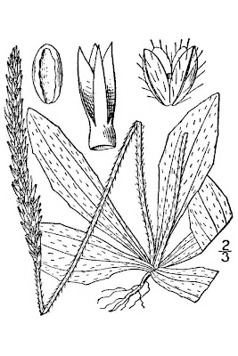 Pale-seed Plantain