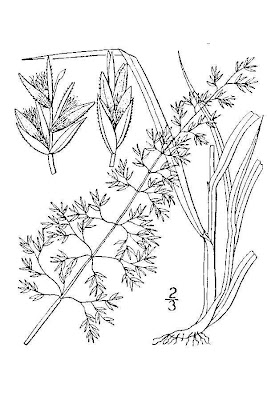 Plains Bluegrass