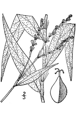 Bog smartweed Bog smartweed