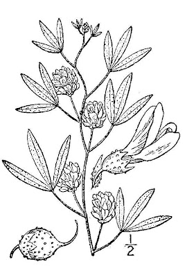 Lance-leaf Scurf-pea
