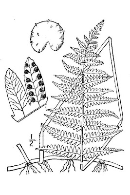 Eastern Marsh Fern