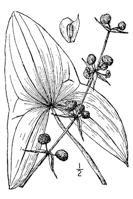 Sagittaria brevirostra,
midwestern arrowhead,
short-beak arrowhead,
shortbeak arrowhead