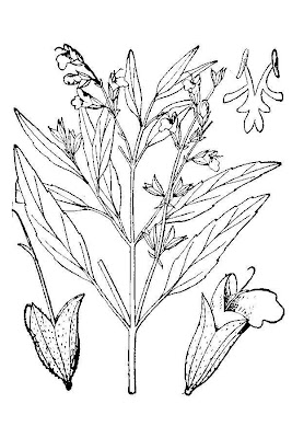 Narrow-leaf Sage