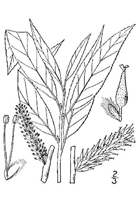 Silky Willow