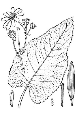 Basal-leaf Rosinweed