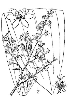 Wood's bunchflower Wood's bunchflower