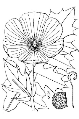 Bluestem pricklypoppy Bluestem pricklypoppy