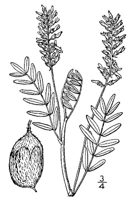 Elegant Milkvetch
