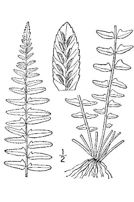 Ebony Spleenwort Ebony Spleenwort