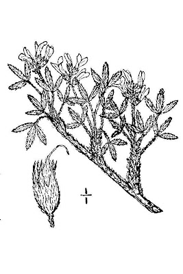 Silky Milkvetch