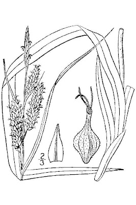 Eastern Rough Sedge Eastern Rough Sedge