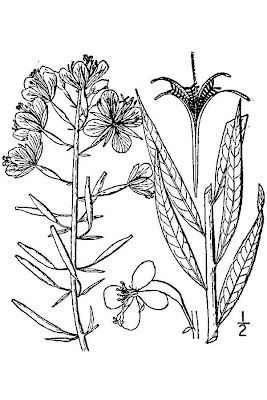 Chamerion angustifolium ssp. angustifolium,
fireweed