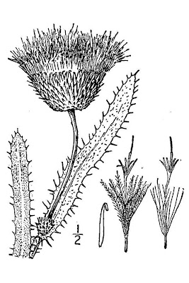Platte Thistle