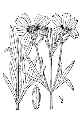 Prairie coreopsis Prairie coreopsis