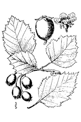 Anomalous hawthorn Anomalous hawthorn