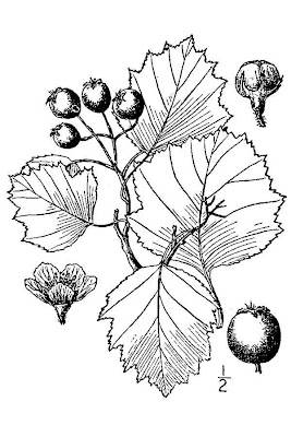 Hawthorn Hawthorn