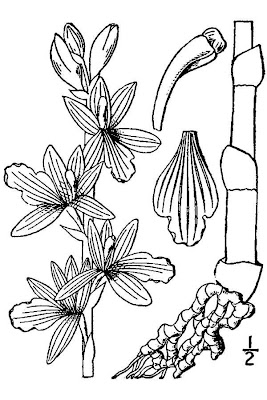 Crested coralroot Crested coralroot