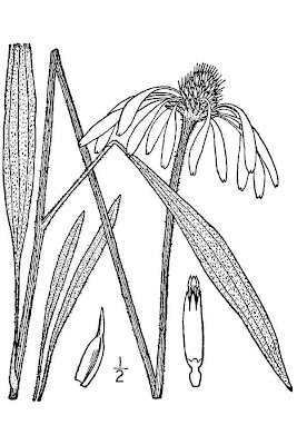 Pale Echinacea