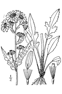 Packera plattensis,
prairie groundsel
