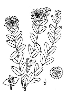 Atlantic st. peter's-wort Atlantic st. peter's-wort
