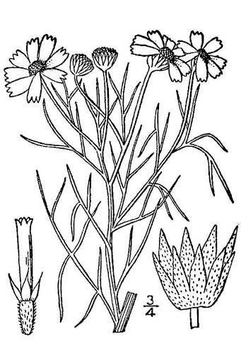bitter rubberweed Scientific bitter rubberweed Scientific