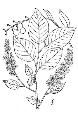 Choke cherry Choke cherry