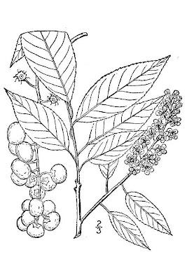 Chokecherry Chokecherry