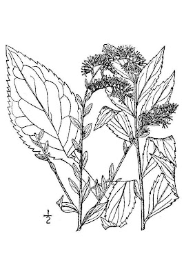Elmleaf Goldenrod Elmleaf Goldenrod