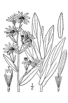 Smooth Blue Aster