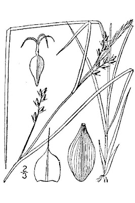 Eastern Narrowleaf Sedge Eastern Narrowleaf Sedge