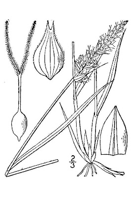 Sartwell's Sedge