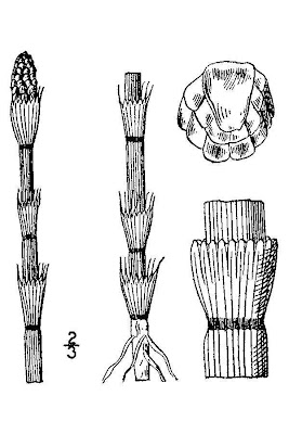 Smooth Horsetail