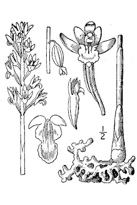 Spotted Coral-root