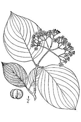 Round-leaf Dogwood